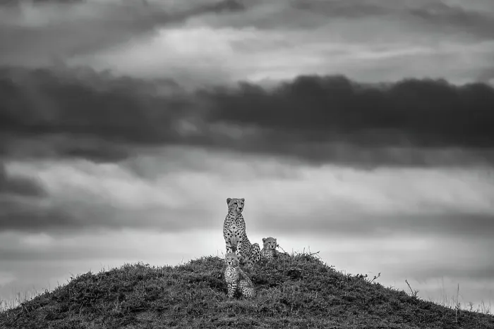 Framed Print : Cheetah (Acinonyx jubatus) mother with two cubs on top of a termite mound overlooking the savanna, Maasai Mara National Reserve, Rift Valley Province, Kenya