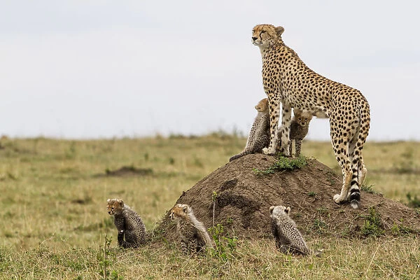 Cheetah (Acinonyx jubatus) mother standing on anthill with five cubs