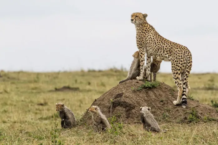 Framed Print : Cheetah (Acinonyx jubatus) mother standing on anthill with five cubs Framed Print : Cheetah (Acinonyx jubatus) mother standing on anthill with five cubs