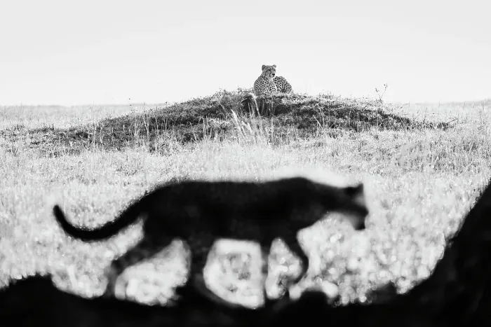 Framed Print : Cheetah (Acinonyx jubatus) mum keeping an eye on her cubs while lying on a termite mound, Maasai Mara National Reserve, Rift Valley Province, Kenya