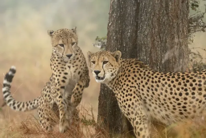 Framed Print : Cheetah (Acinonyx jubatus) pair, adults, South Africa, Mpumalanga, Kruger National Park Framed Print : Cheetah (Acinonyx jubatus) pair, adults, South Africa, Mpumalanga, Kruger National Park