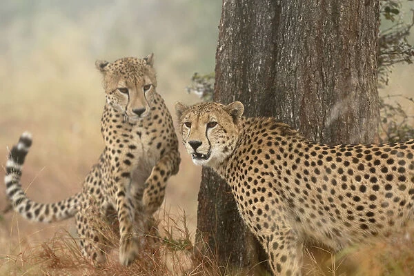 Cheetah (Acinonyx jubatus) pair, adults, South Africa, Mpumalanga, Kruger National Park