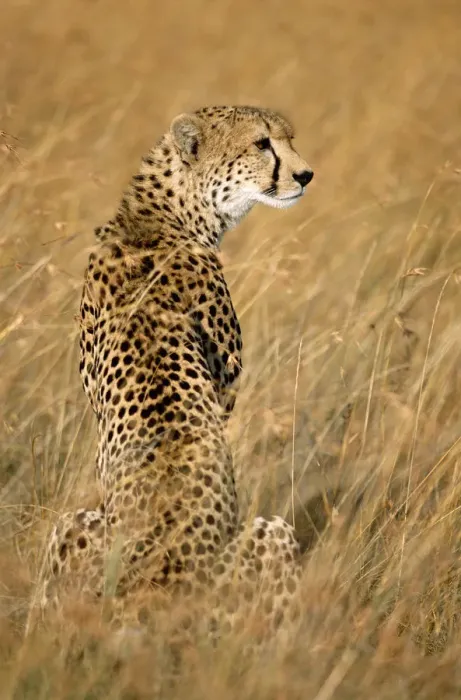 Framed Print : Cheetah (Acinonyx jubatus) portrait, Kenya, Masai Mara National Reserve Framed Print : Cheetah (Acinonyx jubatus) portrait, Kenya, Masai Mara National Reserve