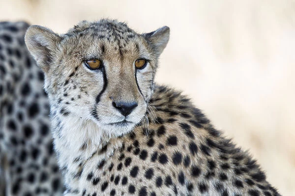 Cheetah (Acinonyx jubatus) portrait in close up, Tiger Canyons Game Reserve, Freestate