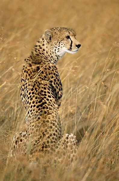 Cheetah (Acinonyx jubatus) portrait, Kenya, Masai Mara National Reserve