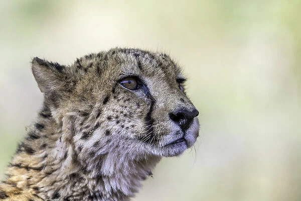 Cheetah (Acinonyx jubatus) portrait, Mkuze, Kwazula-Natal, South-Africa