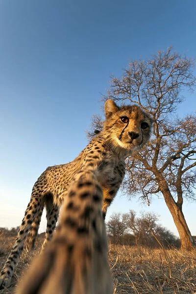 Cheetah (Acinonyx jubatus) reaching for camera in late afternoon sun, South Africa