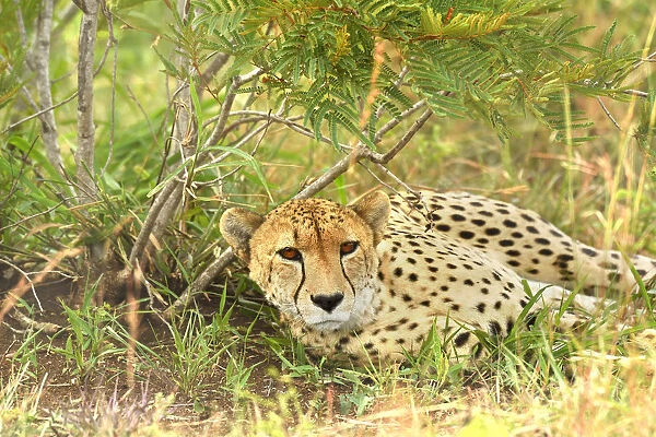 Cheetah (Acinonyx jubatus) resting, Londolozi Game Reserve, South Africa