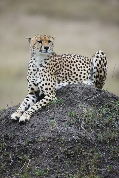 Framed Print : Cheetah (Acinonyx jubatus) resting on hill, Kenya, Masai Mara Framed Print : Cheetah (Acinonyx jubatus) resting on hill, Kenya, Masai Mara