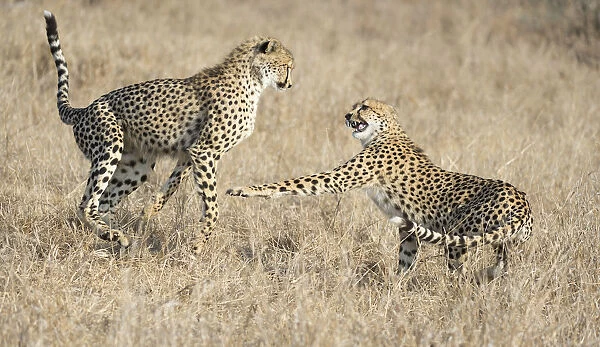 Cheetah (Acinonyx jubatus) sister and brother playfighting, South Africa, Mpumalanga