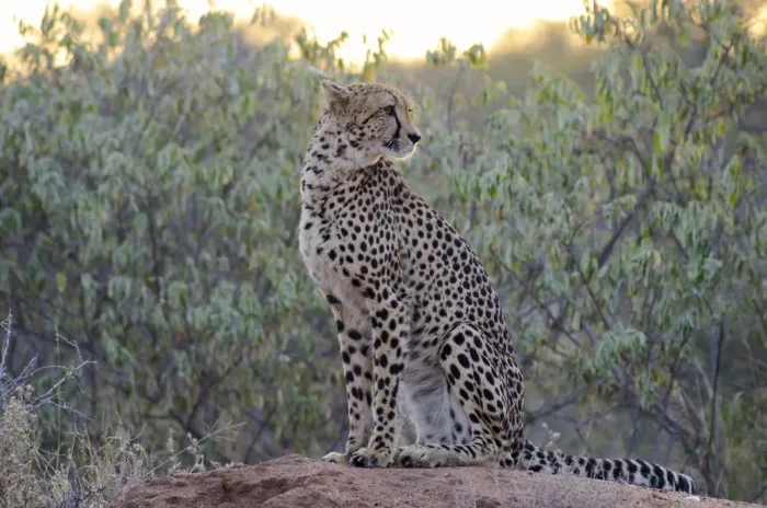 Framed Print : Cheetah (Acinonyx jubatus) sitting in habitat during sunrise, South Africa, Limpopo Framed Print : Cheetah (Acinonyx jubatus) sitting in habitat during sunrise, South Africa, Limpopo