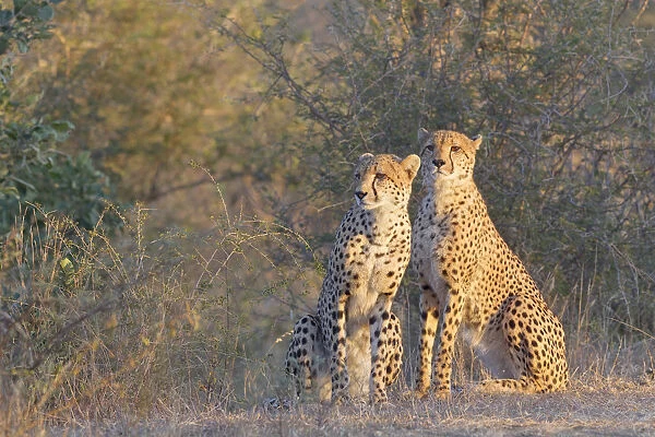 Two Cheetah (Acinonyx jubatus) sitting on side of road in early morning light