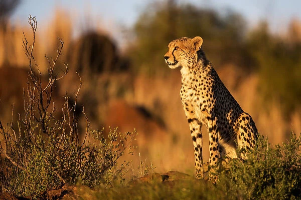 Cheetah (Acinonyx jubatus) sitting at sunset, Tiger Canyons Game Reserve, Free State