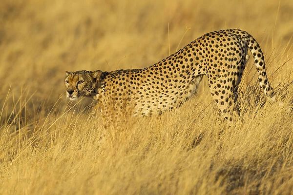 Cheetah (Acinonyx jubatus) standing in golden light, Kenya, Samburu National Game Reserve