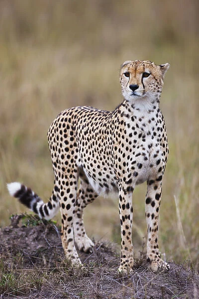 Cheetah (Acinonyx jubatus) standing on a hill. The Cheetah is the fastest land animal