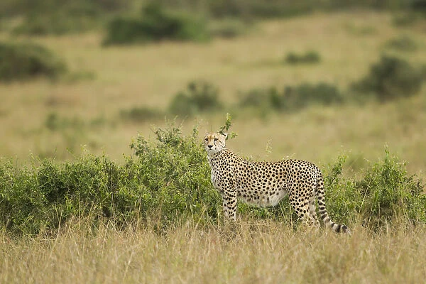 Cheetah (Acinonyx jubatus) standing on the savanna, Kenya, Masai Mara National Reserve