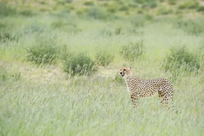 Framed Print : Cheetah (Acinonyx jubatus) standing on the savanna, Kgalagadi Transfrontier Park Framed Print : Cheetah (Acinonyx jubatus) standing on the savanna, Kgalagadi Transfrontier Park