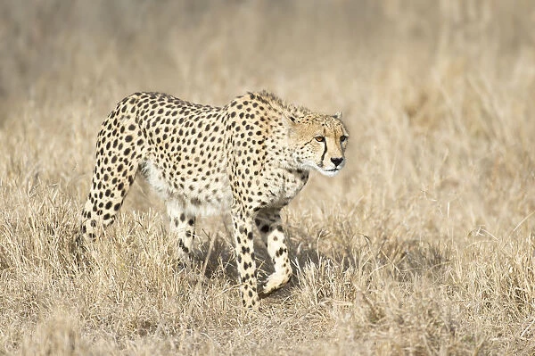 Cheetah (Acinonyx jubatus) starting a hunt, South Africa, Mpumalanga