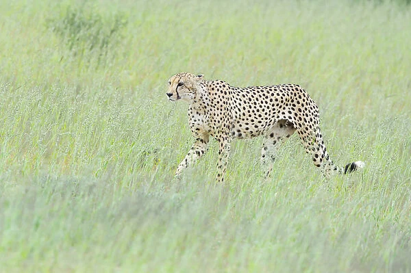 Cheetah (Acinonyx jubatus) waking through the long grass, Kgalagadi Transfrontier Park