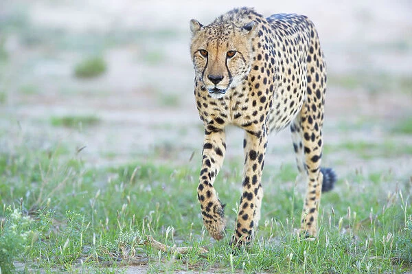 Cheetah (Acinonyx jubatus) walking towards camera, Kgalagadi Transfrontier Park