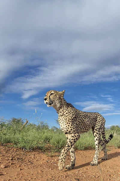 Cheetah (Acinonyx jubatus) walking on road, Kruger National Park, Hoedspruit