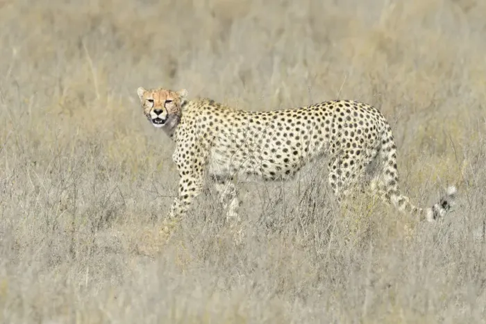 Framed Print : Cheetah (Acinonyx jubatus) walking on savanna, looking at the camera, Serengeti national park Framed Print : Cheetah (Acinonyx jubatus) walking on savanna, looking at the camera, Serengeti national park