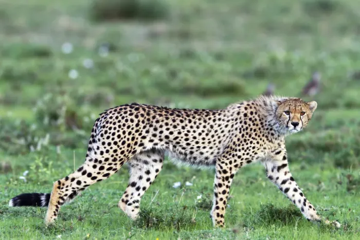 Framed Print : cheetah (Acinonyx jubatus) walking on the Serengeti Plains, Tanzania, Serengeti Framed Print : cheetah (Acinonyx jubatus) walking on the Serengeti Plains, Tanzania, Serengeti