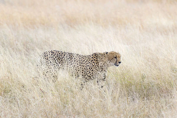 Cheetah (Acinonyx jubatus) walking through vegetation, South Africa, Mpumalanga