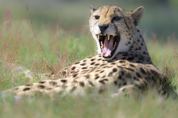 Cheetah (Acinonyx jubatus) yawns, The Netherlands, Brabant, Hilvarenbeek, Beekse Bergen