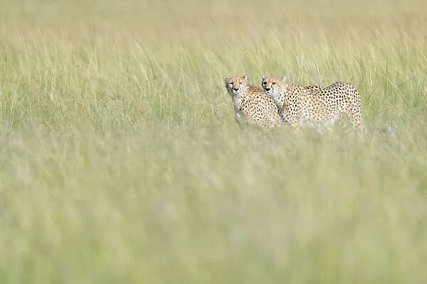Two Cheetahs (Acinonix jubatus) on the lookout in high grass
