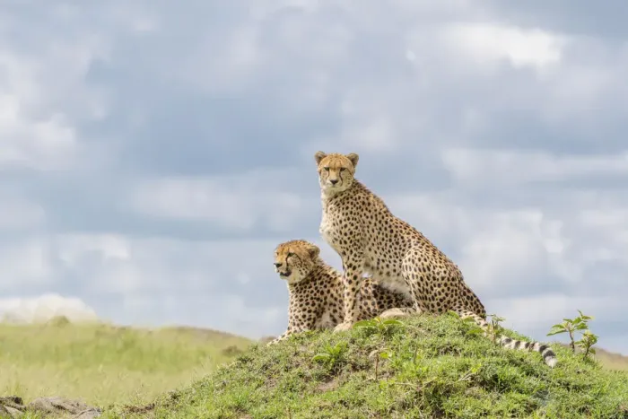 Framed Print : Two Cheetahs (Acinonix jubatus) sitting on a hill, looking over savanna Framed Print : Two Cheetahs (Acinonix jubatus) sitting on a hill, looking over savanna