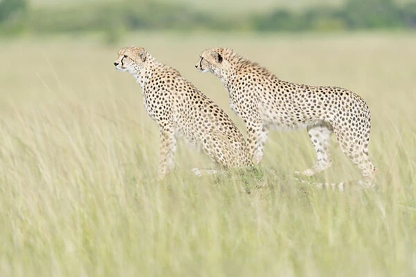 Two Cheetahs (Acinonix jubatus) standing on the look out at savanna, Masai Mara, Kenya