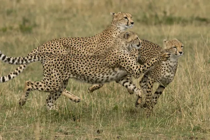 Framed Print : Cheetahs (Acinonyx jubatus) running, Kenya, Masai Mara National Reserve Framed Print : Cheetahs (Acinonyx jubatus) running, Kenya, Masai Mara National Reserve