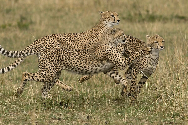 Cheetahs (Acinonyx jubatus) running, Kenya, Masai Mara National Reserve