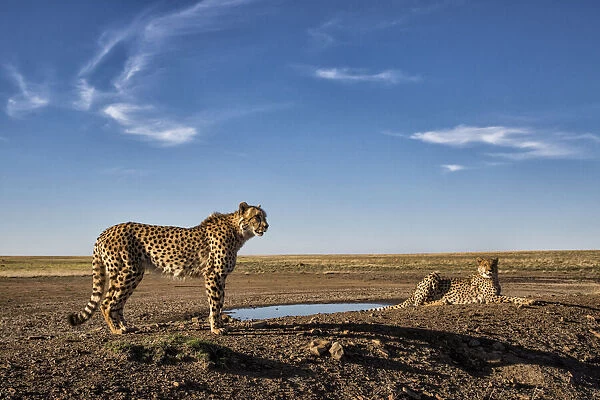 Two cheetahs (Acinonyx jubatus) on a small dam next to waterhole, Tiger Canyons, Free State, South Africa