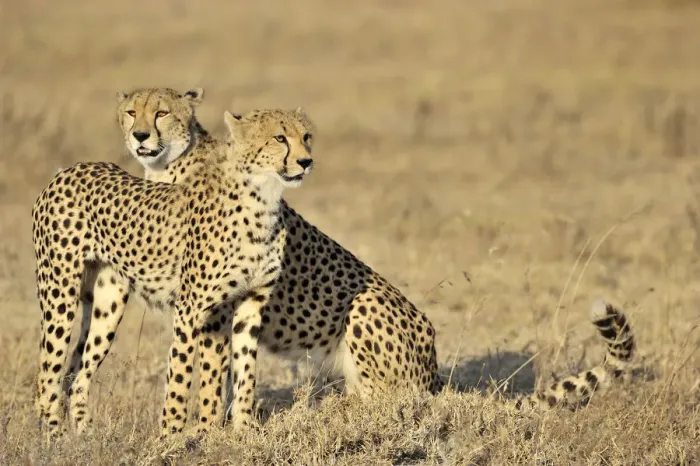 Framed Print : Two cheetahs sitting in grassland, Tanzania, Ndutu, Ngorongoro Conservation Area Framed Print : Two cheetahs sitting in grassland, Tanzania, Ndutu, Ngorongoro Conservation Area