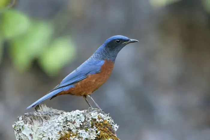 Framed Print : Chestnut-bellied Rock Thrush (Monticola rufiventris) male, Thailand