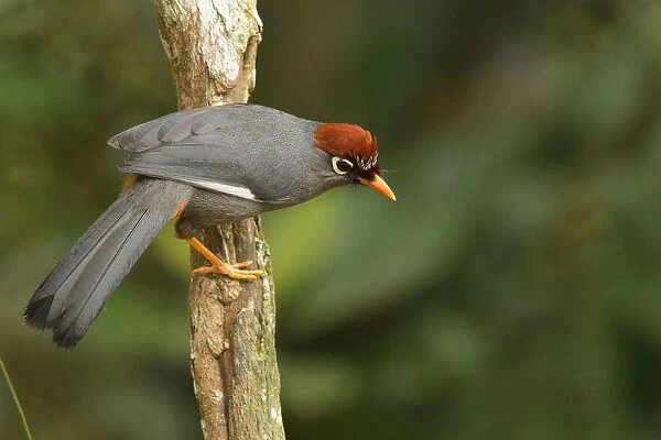 Chestnut-capped Laughingthrush (Garrulax mitratus), Frasers Hill, Malaysia