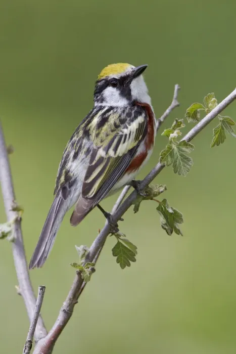 Framed Print : Chestnut-sided Warbler (Setophaga pensylvanica), Ontario, Canada