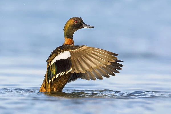 Chestnut Teal (Anas castanea) male flapping wings, Victoria, Australia