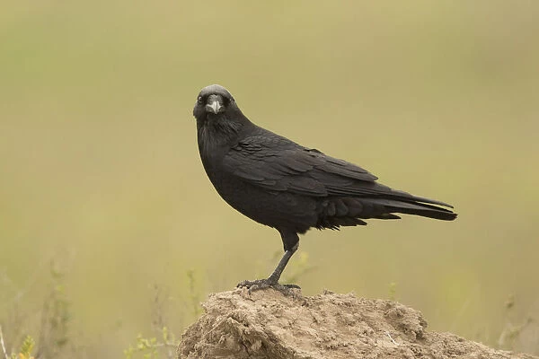 Chihuahuan Raven (Corvus cryptoleucus), Texas, USA