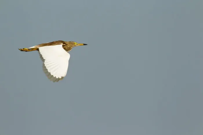 Framed Print : Chinese Pond Heron (Ardeola bacchus) flying, Bueng Boraphet, Thailand Framed Print : Chinese Pond Heron (Ardeola bacchus) flying, Bueng Boraphet, Thailand