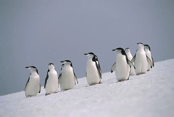 Chinstrap Penguin (Pygoscelis antarctica) group on snowy hillside, Antarctica