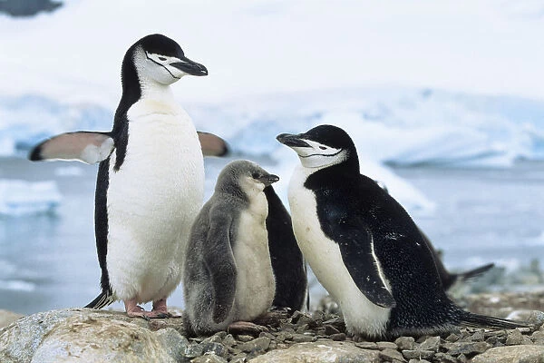 Chinstrap Penguin (Pygoscelis antarctica) pair with chicks, Antarctic Peninsula