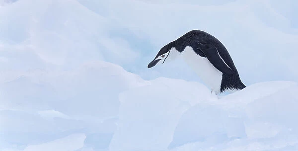 Chinstrap Penguin (Pygoscelis antarcticus) walking on ice, Gourdin Island, Antarctica