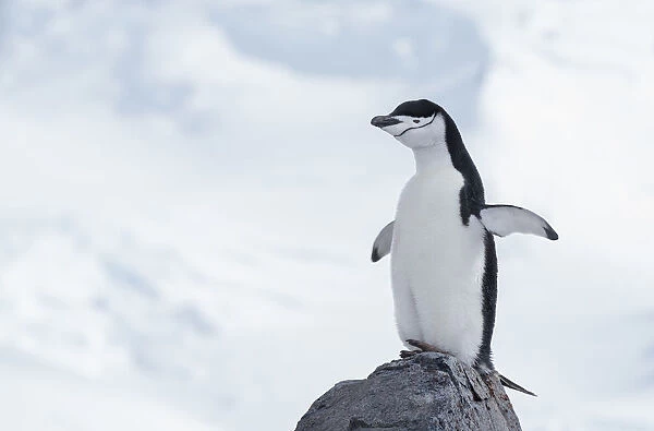 Chinstrap Penguin (Pygoscelis antarcticus) standing on top of a rock, Half Moon Island