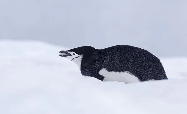 Chinstrap Penguin (Pygoscelis antarcticus) eating snow, Half Moon Island, Antarctica