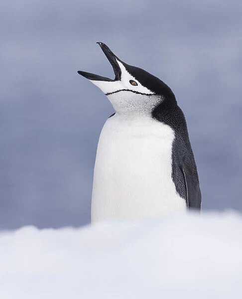 Chinstrap Penguin (Pygoscelis antarcticus) with open beak, Half Moon Island, Antarctica