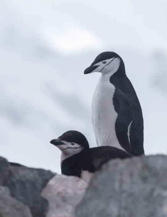 Framed Print : Chinstrap Penguin (Pygoscelis antarcticus) couple, Half Moon Island, Antarctica Framed Print : Chinstrap Penguin (Pygoscelis antarcticus) couple, Half Moon Island, Antarctica