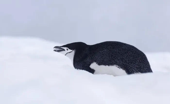 Framed Print : Chinstrap Penguin (Pygoscelis antarcticus) eating snow, Half Moon Island, Antarctica Framed Print : Chinstrap Penguin (Pygoscelis antarcticus) eating snow, Half Moon Island, Antarctica